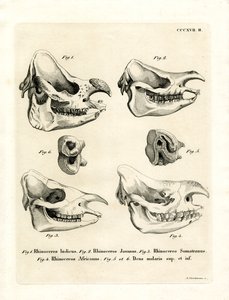 Rhino Skulls (farget gravering) av German School