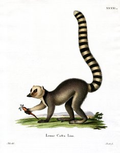 Ringhalelemur (farget gravering) av German School