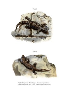 Ringed Wall Gecko (farge litho) av German School