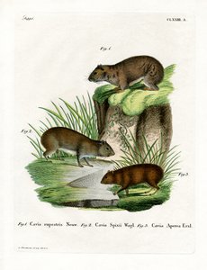 Rock Cavy (farget gravering) av German School