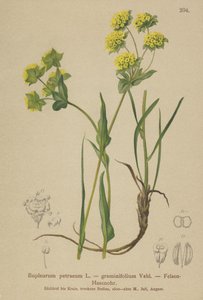 Steinhareøre (Bupleurum petraeum, Bupleurum graminifolium) av German School