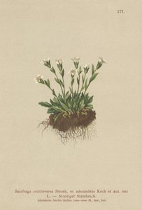 Rock Saxifrage (Saxifraga controversa, Saxifraga adscendens) av German School
