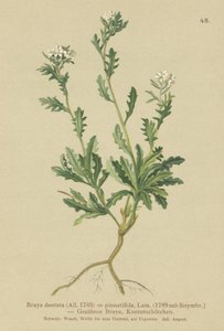 Bergkarse (Braya dentata, Braya pinnatifida, Murbeckiella pinnatifida, Arabette pennatifida, Grass Cornacchia pennatifida) av German School
