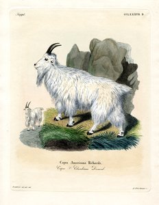 Rocky Mountain Goat (farget gravering) av German School