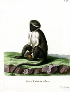 Roloway Guenon (farget gravering) av German School