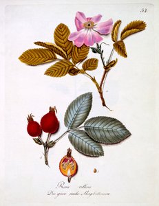 Rosa villosa, illustrasjon fra en bok med tyske ville blomster av Johann Daniel von Reitter, utgitt ca. 1803-5