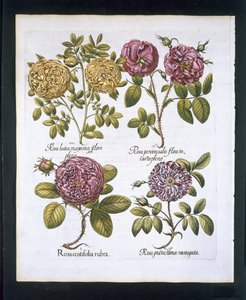 Roser, tallerken 95 fra Hortus Eystettensisby Basil Besler (1561-1629) pub. 1613 (håndfarget gravering) av German School