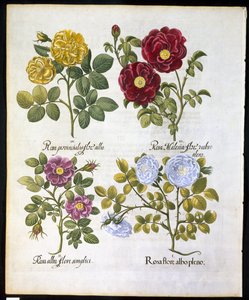 Roses, plate 96 fra Hortus Eystettemsis av Basil Besler (1561-1629) pub i 1613 (håndfarget gravering) av German School