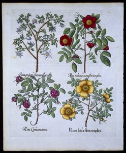 Roser, tallerken 98 fra Hortus Eystettensisby Basil Besler (1561-1629) pub. 1613 (håndfarget gravering) av German School