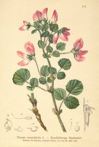 Round-leaved Restharrow (Ononis rotundifolia, Ononis tribracteata) av German School
