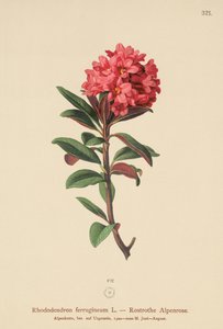 Rusty-leaved Alpenrose (Rhododendron ferrugineum) av German School