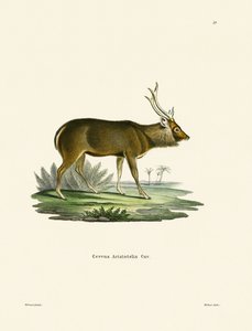 Sambar (farget gravering) av German School