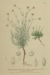 Sandurt (Moehringia glaucovirens, Möhringia glaucovirens, Möhringia glauca, Moehringia glauca, Arenaria glaucovirens) av German School