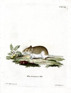 Sandy Mole Rat (farget gravering) av German School