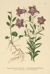 Scheuchzers klokkeblomst (Campanula Scheuzeri) av German School