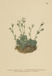 Scree Saxifrage (Saxifraga androsacea) av German School