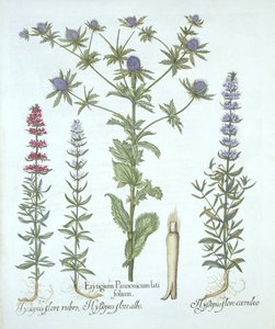 Sea Holly and Three Kinds of Hyssop, fra Hortus Eystettensis, av Basil Besler (1561-1629), pub. 1613 (håndfarget gravering) av German School