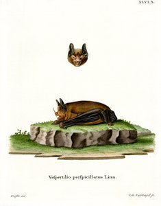Sebas korthaleflaggermus (farget gravering) av German School