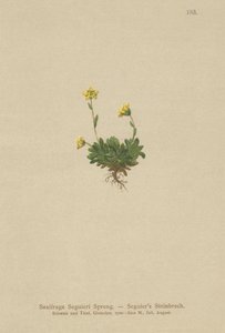 Seguieris Saxifrage (Saxifraga Seguieri) av German School