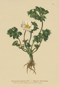 Seguiers kråkefot (Ranunculus Seguieri) av German School