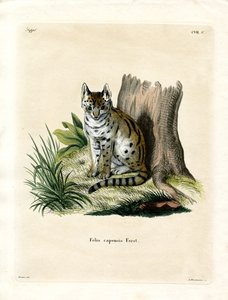 Serval (farget gravering) av German School