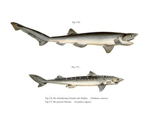 Sharpnose Sevengill Shark (farge litho) av German School