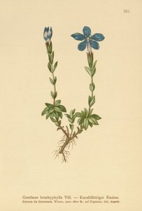Kortbladet Gentian (Gentiana brachyphylla) av German School