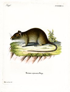 Korthalet bandicoot-rotte (farget gravering) av German School