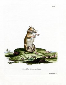 Korthalet opossum (farget gravering) av German School