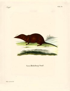 Shrew (farget gravering) av German School