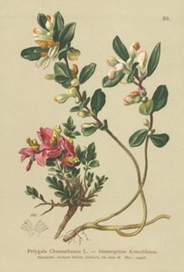 Busket melkeørt (Polygala Chamaebuxus) av German School