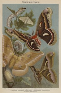 Silkmoths av German School