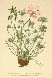 Silvery Cranes Bill (Geranium argenteum) av German School