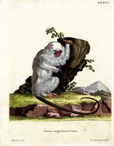 Silvery Marmoset (farget gravering) av German School