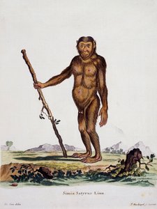 Simia satyrus, fra Pattedyr illustrert fra Nature med beskrivelser, av Johann Christian Daniel von Schreber (1739-1810), gravering av I Nusbiegel etter tegning av De Seve, Tyskland av German School