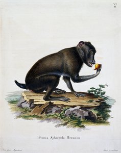 Simia sphingiola, fra Pattedyr illustrert fra Nature med beskrivelser, av Johann Christian Daniel von Schreber (1739-1810), gravering av IC Bock, Tyskland av German School
