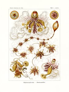 Siphonophorae, 1899-1904 av German School