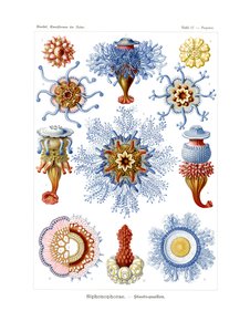 Siphonophorae, 1899-1904 av German School
