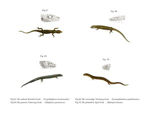 Skink (farge litho) av German School