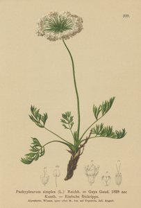 Liten alpin lovage (Pachypleurum mutellinoides, Pachypleurum simplex, Pachypleurum alpinum, Pachypleurum simplex, Neogaya simplex, Gaya simplex, Ligusticum simplex) av German School