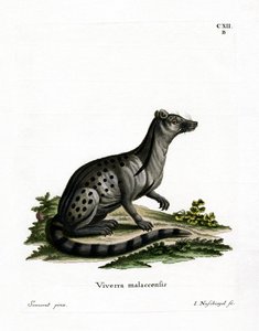 Liten indisk civet (farget gravering) av German School