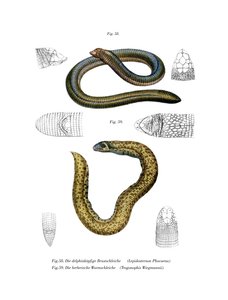 Smallhead Worm Lizard (farge litho) av German School