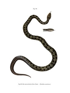 Smooth Snake (farge litho) av German School