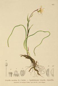 Snowdon Lily (Lloydia serotina, Gagea serotina, Lloydia alpina, Lloydia striata) av German School