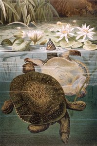 Bløtskallet skilpadde, tallerken fra Brehms Tierleben: Allgemeine Kunde des Tierreichs, vol. 7, s.621, utgitt av Bibliographic Institute, 1892 av German School