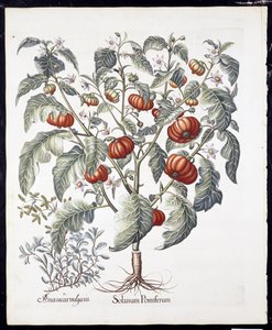 Solanum Pomiferum fra Hortus Eystettensis av Basil Besler (1561-1629) pub 1613 (håndfarget gravering) av German School