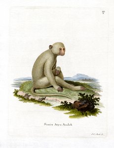Sooty Mangabey (farget gravering) av German School