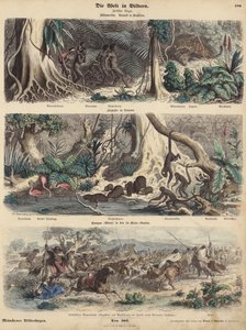 Sør-Amerika: jungel i Brasil; elvebredden i Guyana; Indianere som overrasker Gauchos på Pampas og drar av gårde med storfeflokken deres. (farget gravering) av German School