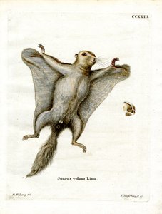 Southern Flying Squirrel (farget gravering) av German School