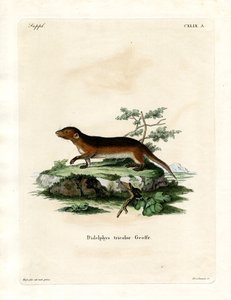 Southern Red-sided Opossum (farget gravering) av German School